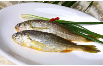 鑫東生態(tài)小黃魚