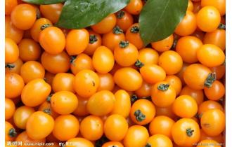 鑫東生態(tài)黃圣女果