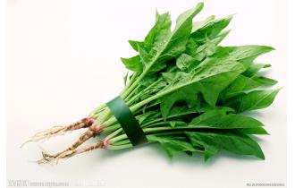 鑫東有機(jī)菠菜