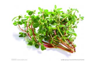 鑫東有機馬齒莧