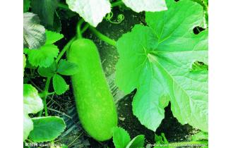 鑫東有機迷你冬...